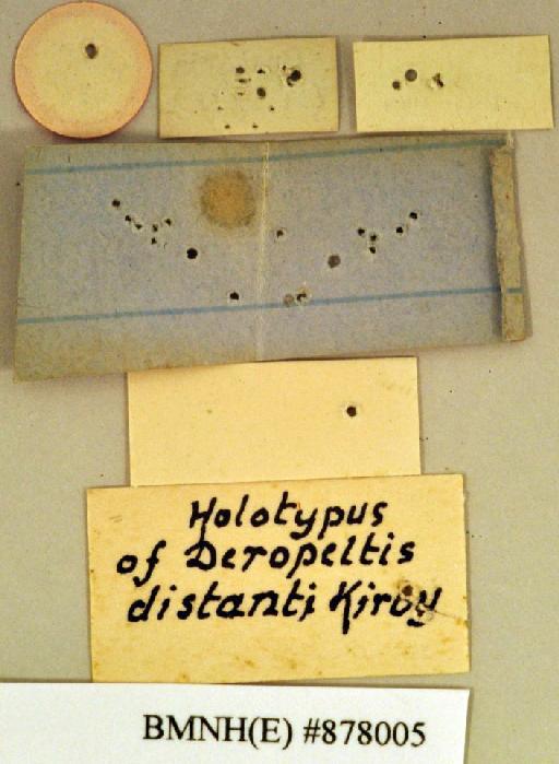 Deropeltis distanti Kirby, 1900 - Deropeltis distanti Kirby, 1900, female, holotype, labels (reverse). Photographer: Heidi Hopkins. BMNH(E)#878005