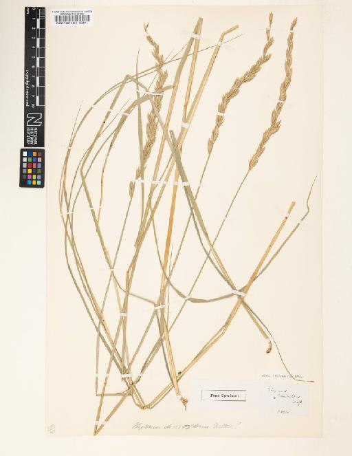 Elymus dissitiflorus - 000060103