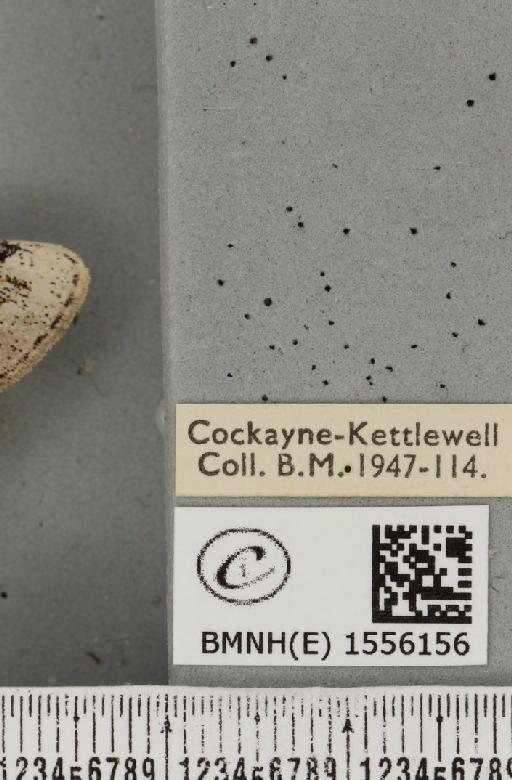 Dicallomera fascelina (Linnaeus, 1758) - BMNHE_1556156_label_255891