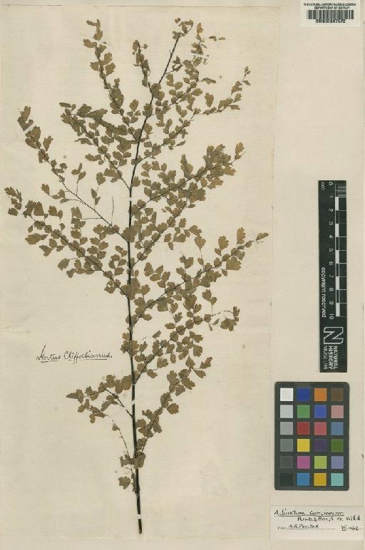 Adiantum indet. - BM000647572