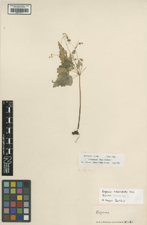 Begonia adenopoda Lem. - BM001191321