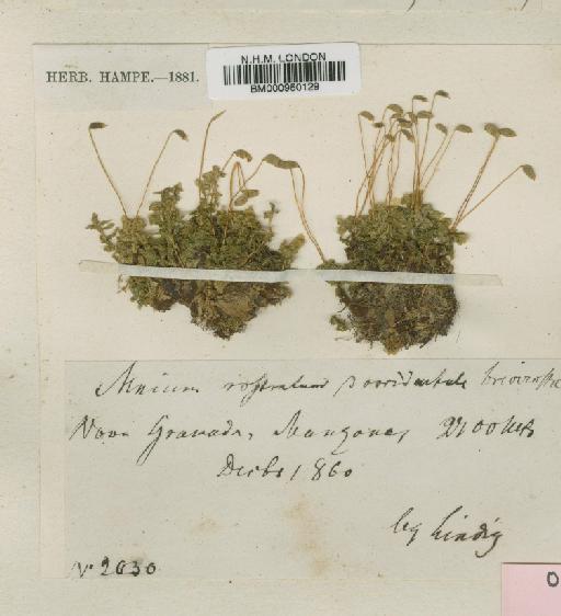 Plagiomnium rhynchophorum (Hook.) T.J.Kop. - BM000960129