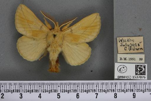 Euthrix potatoria ab. inversa Caradja, 1895 - BMNHE_1537876_198056