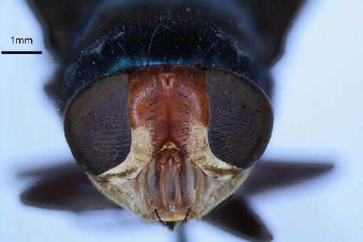 Chrysomya marginalis (Wiedemann, 1830) - Chrysomya marginalis f frons