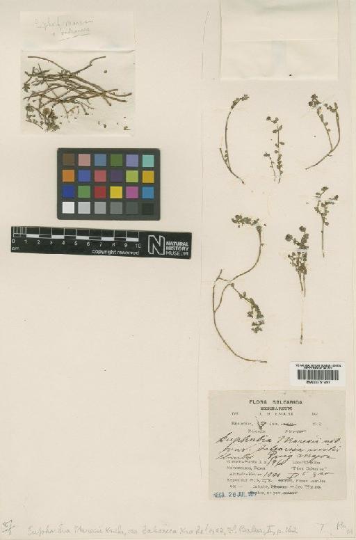 Euphorbia maresii Knoche - BM000751491