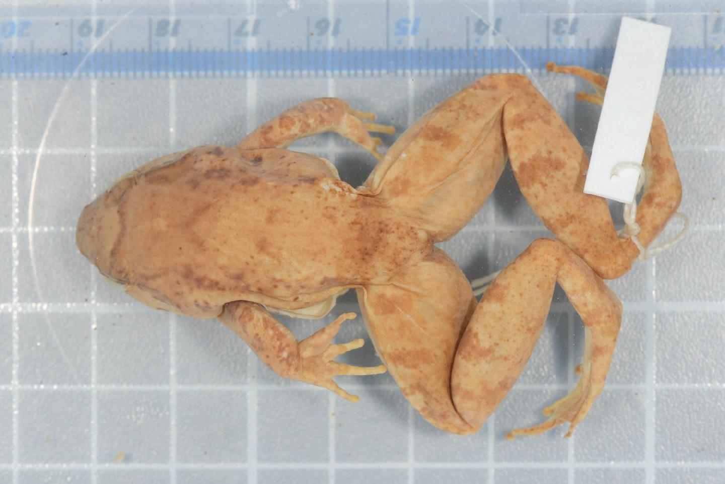 Limnonectes doriae