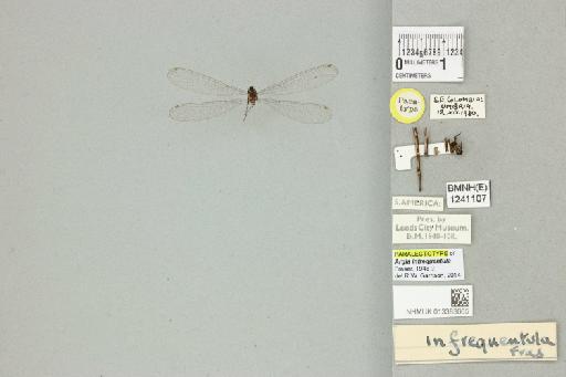 Argia infrequentula Fraser, 1946 - 013383665_dorsal