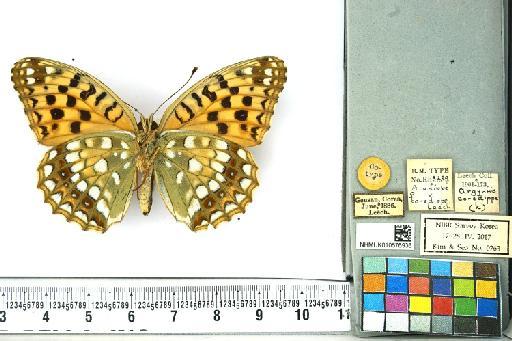 Fabriciana niobe niobe (Linnaeus, 1758) - NHMUK010576936_Argynnis_niobe_(Linnaeus)_Cotype_ventral