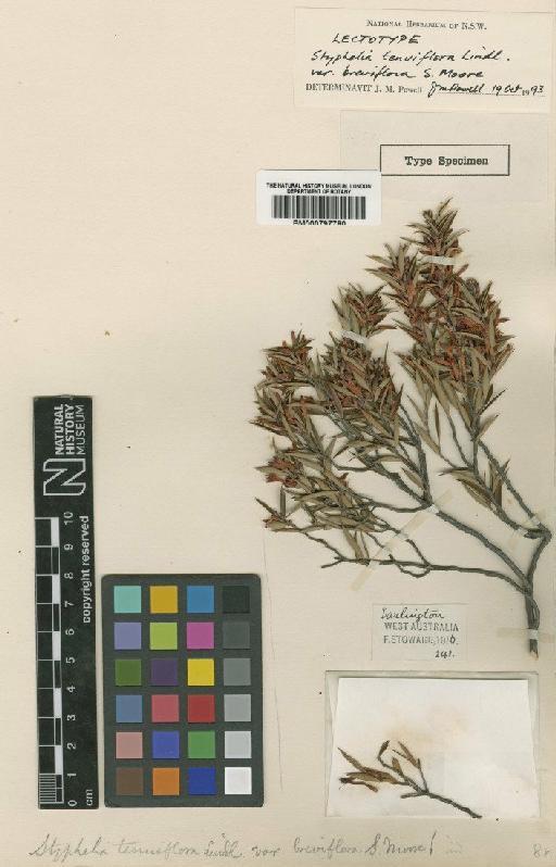 Styphelia tenuiflora var. breviflora Moore - BM000797780