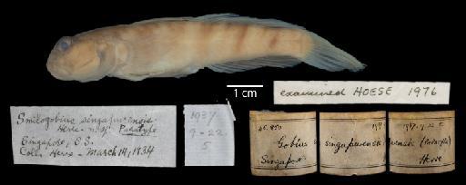Gobius singapurensis (Herre, 1936) - 2516786-NHMUK.1937.9.22.5.Smilogobius.singapurensis