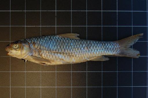 Varicorhinus nyasensis Worthington, 1933 - BMNH 1932.11.15.387-392 Varicorhinus nyasensis f