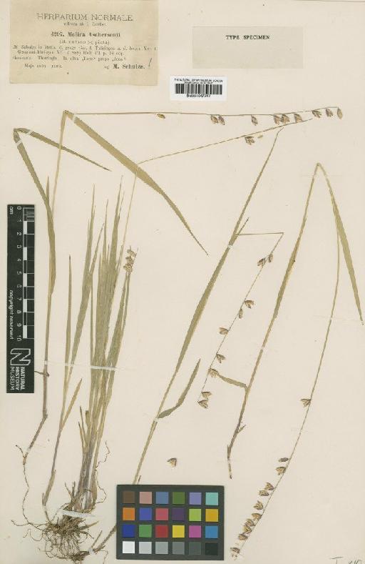 Melica × aschersonii M.Schulze - BM001067267