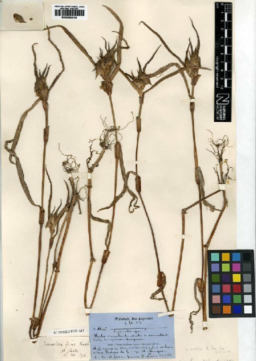 Commelina aspera Benth. - BM000922188