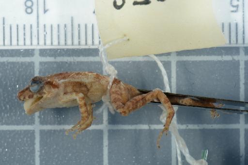 Pristimantis zeuctotylus - 1946.4.1.13-pic3