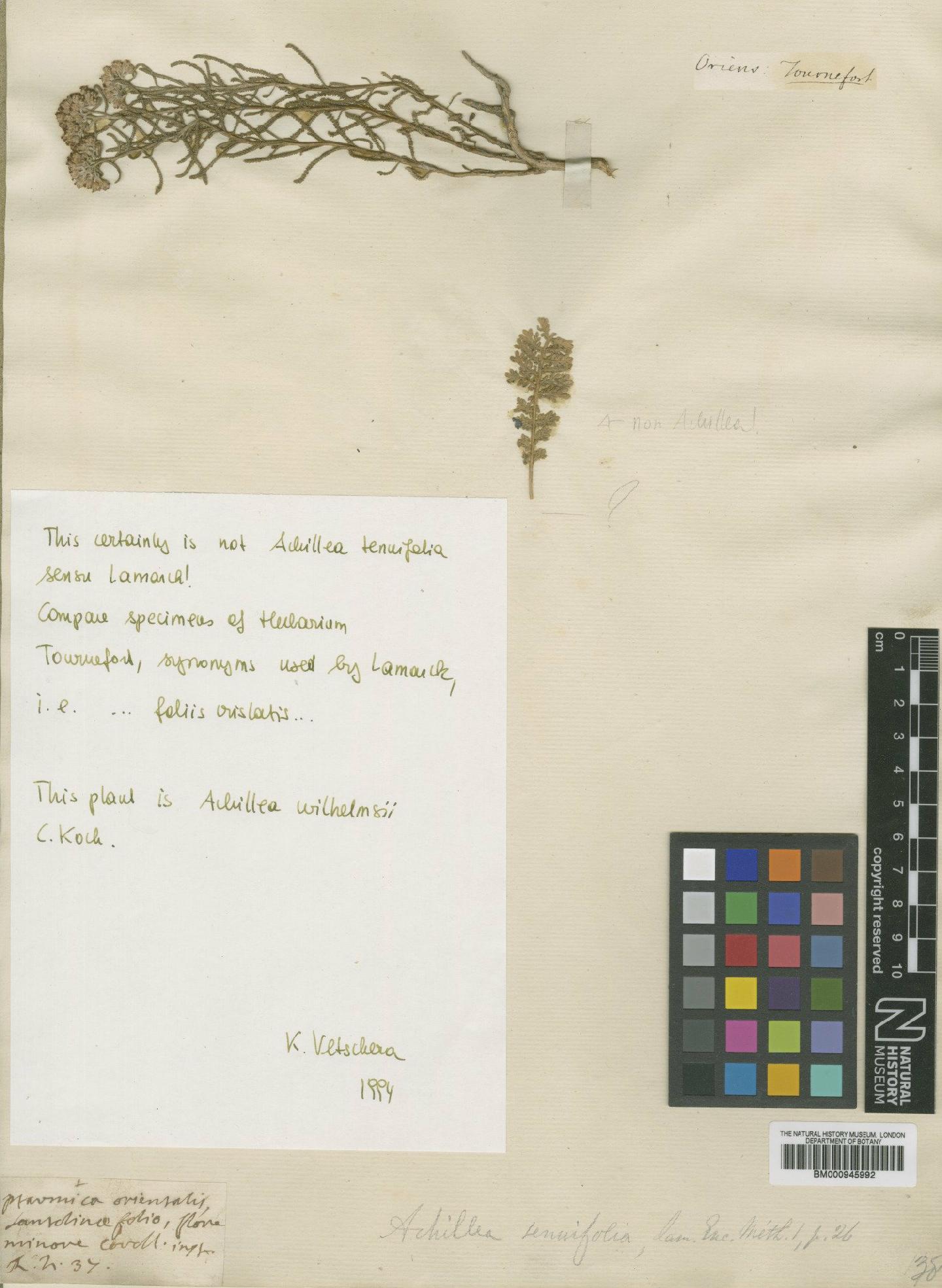 To NHMUK collection (Achillea wilhelmsii K.Koch; Type; NHMUK:ecatalogue:474289)