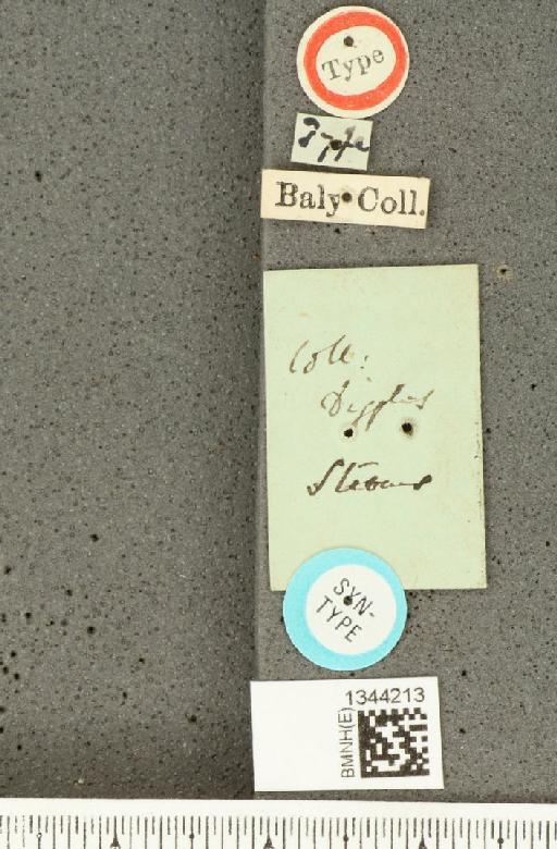 Lilioceris (Lilioceris) bakewelli (Baly, 1859) - BMNHE_1344213_a_label_14102