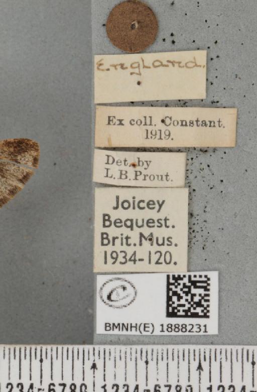 Apocheima hispidaria (Denis & Schiffermüller, 1775) - BMNHE_1888231_label_455612