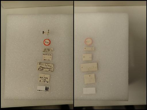 Sympiesis oditidis Kerrich, 1969 - Sympiesis mauiensis (Ashmead, 1901) NHMUK010198715 Hym Type 5.1273 labels