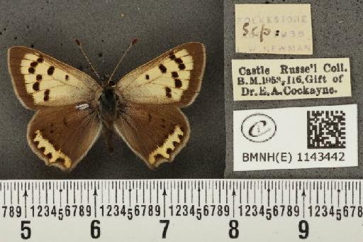 Lycaena phlaeas eleus ab. cuprinus Peyerimhoff, 1862 - BMNHE_1143442_108246