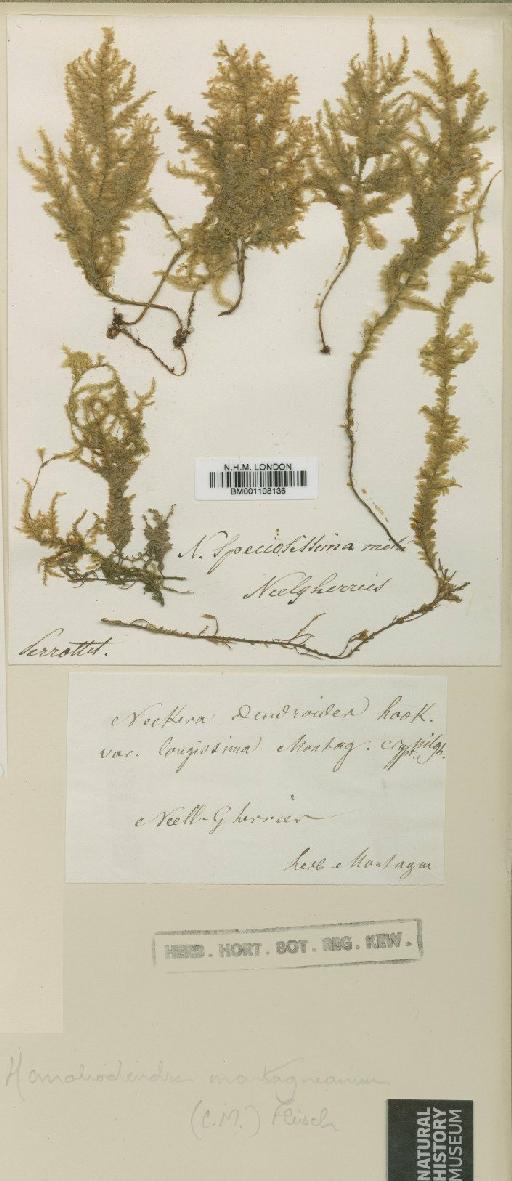 Homaliodendron montagneanum (Müll.Hal.) M.Fleisch. - BM001108136