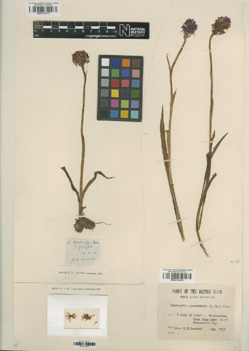 Anacamptis pyramidalis (L.) Rich. - 001110231