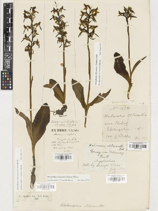 Platanthera chlorantha (Custer) Rchb. - BM001117937