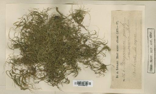 Pterogonium gracile (Hedw.) Sm. - BM000986702