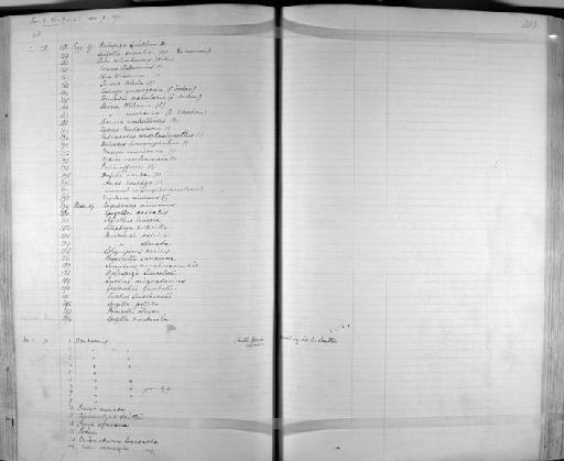 Melaenornis mariquensis (A. Smith, 1847) - Zoology Accessions Register: Aves (Skins): 1854 -1873: page 203