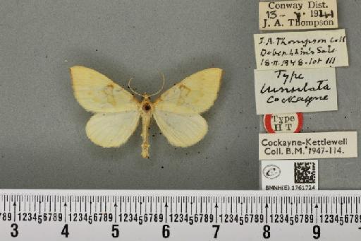 Gandaritis pyraliata ab. lunulata Cockayne, 1950 - BMNHE_1761724_345332