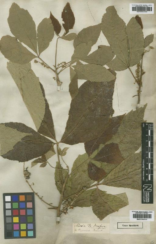 Allophylus racemosus Sw. - BM000992096