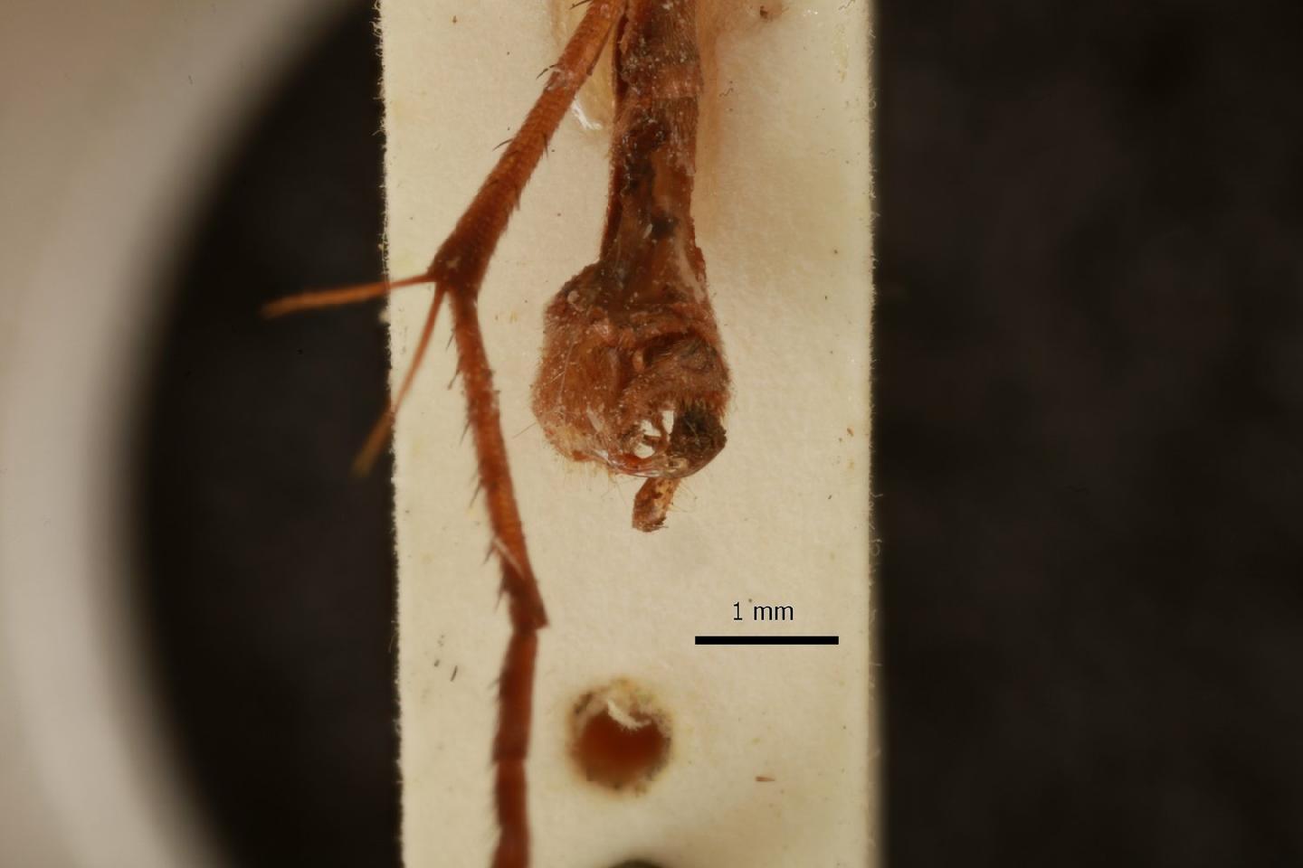 Bittacus stigmaterus thumbnail