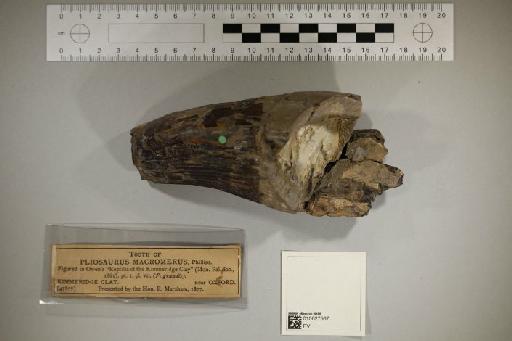 Pliosaurus macromerus Phillips, 1871 - 010027567_L010221773