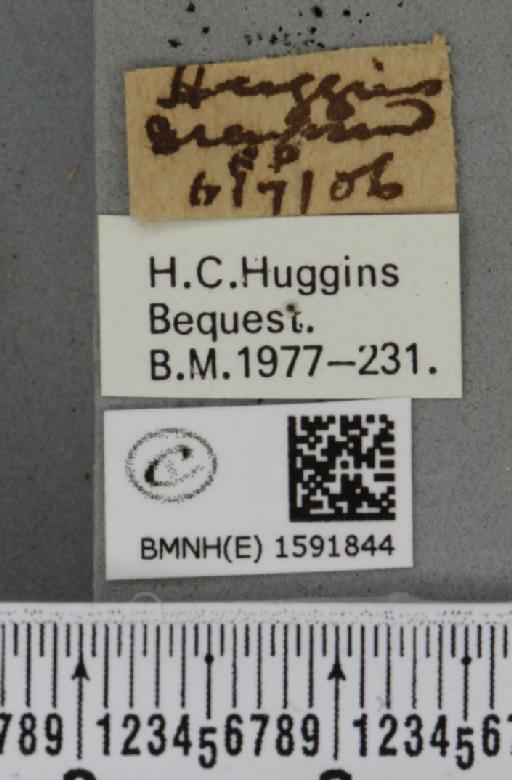 Idaea dimidiata (Hufnagel, 1767) - BMNHE_1591844_label_264244