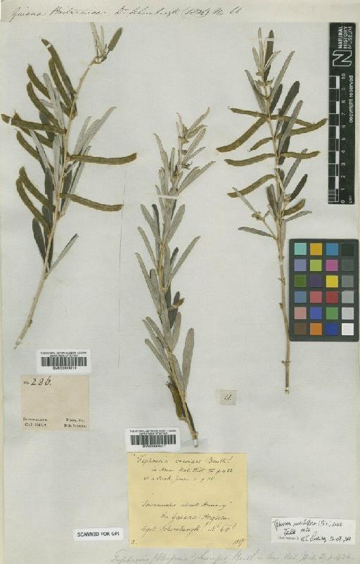 Tephrosia sessiliflora (Poir.) Hassl. - BM000956216