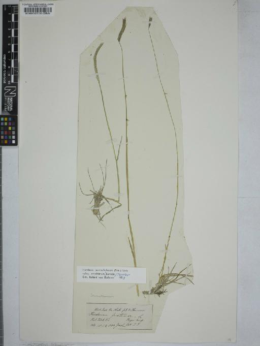 Hordeum brevisubulatum subsp. nevskianum (Bowden) Tzvelev - 000060756