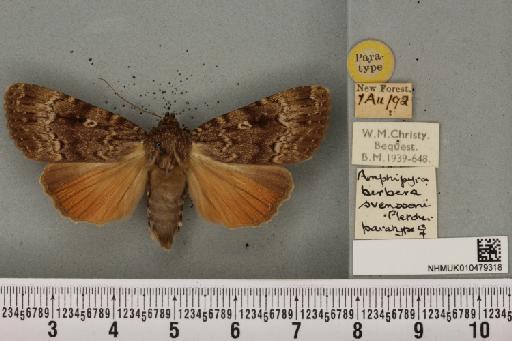 Amphipyra berbera svenssoni Fletcher, D.S., 1968 - NHMUK_010479318_571713