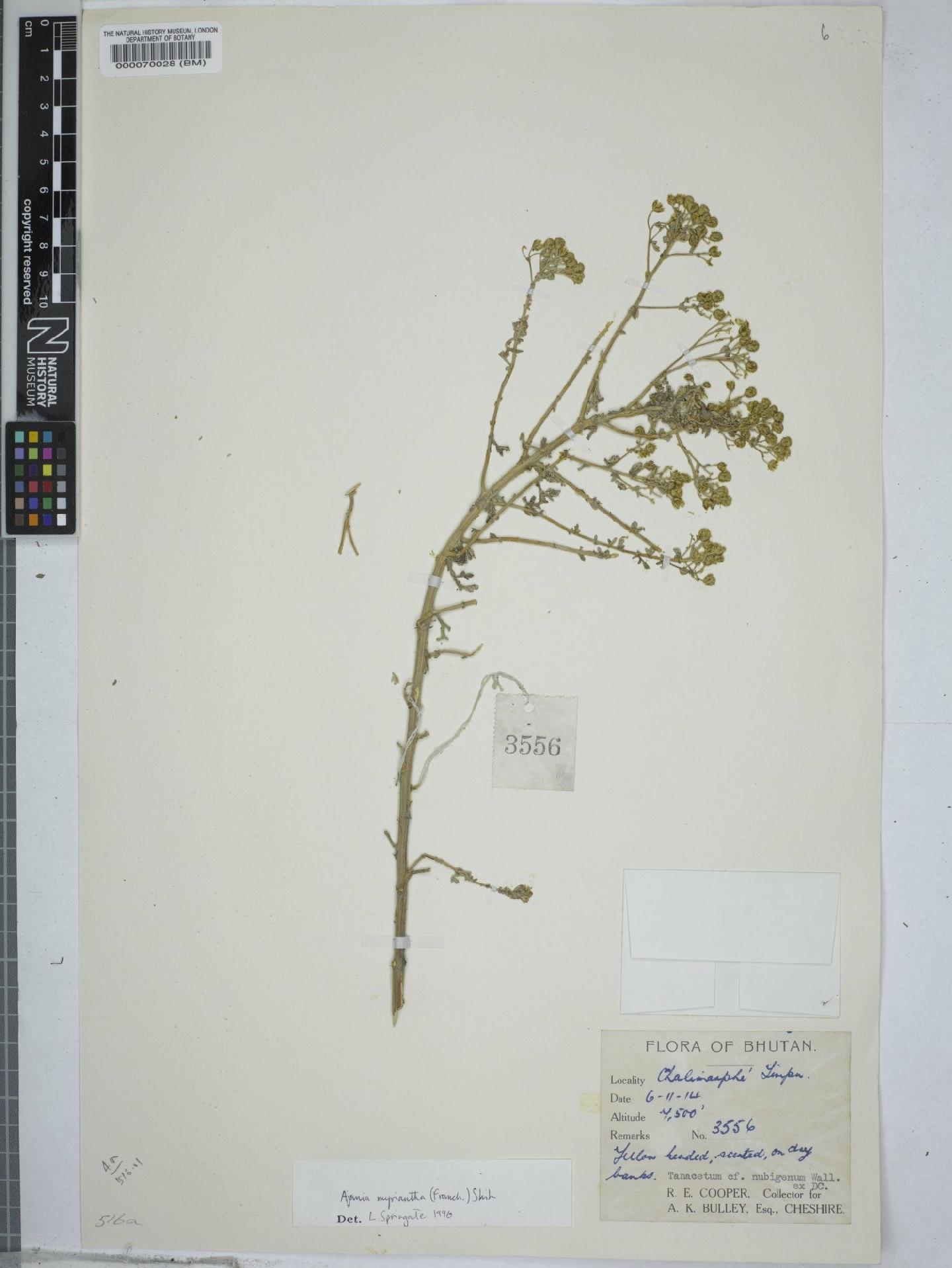 To NHMUK collection (Ajania myriantha (Franch.) Y.Ling & C.Shih; NHMUK:ecatalogue:9149599)