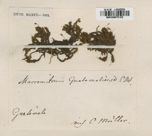 Macromitrium guatamalense Müll.Hal. - BM000873192