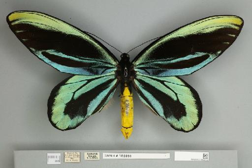 Ornithoptera alexandrae Rothschild, 1907 - 013602442__