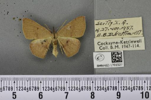 Cyclophora puppillaria (Hübner, 1799) - BMNHE_1701527_275177