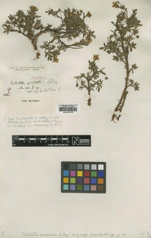 Potentilla fruticosa L. - BM000750679