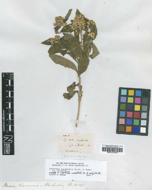 Lasianthaea ceanothifolia var. ceanothifolia (Willd.) K.M.Becker - BM001009683