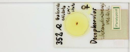 Philopterus alexanderkoenigi Eichler, 1953 - 010645724_reverse