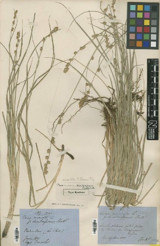 Carex divulsa subsp. leersii (Kneuck.) W.Koch - BM001082084