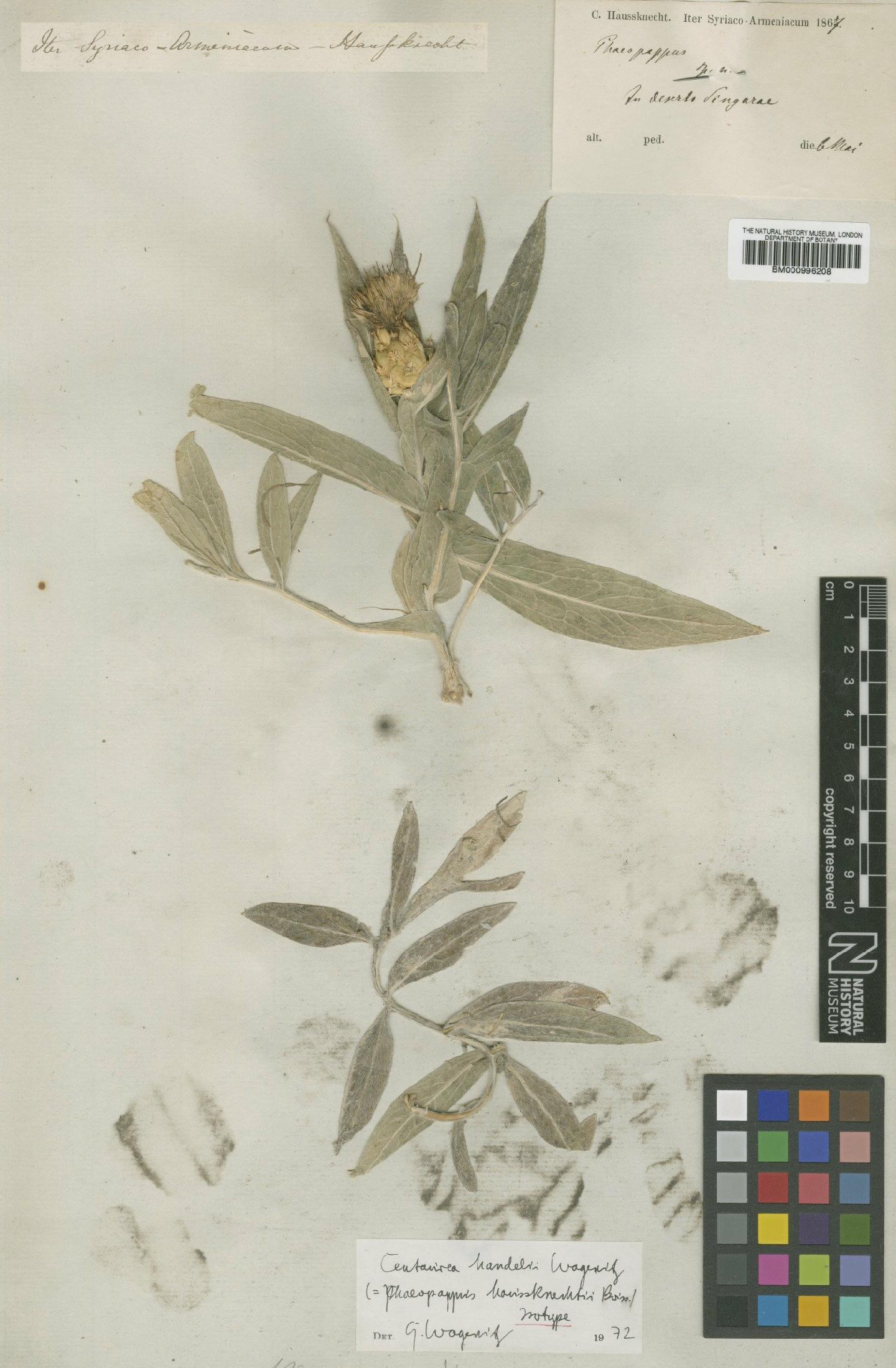 To NHMUK collection (Centaurea handelii Wagenitz; Isotype; NHMUK:ecatalogue:480147)