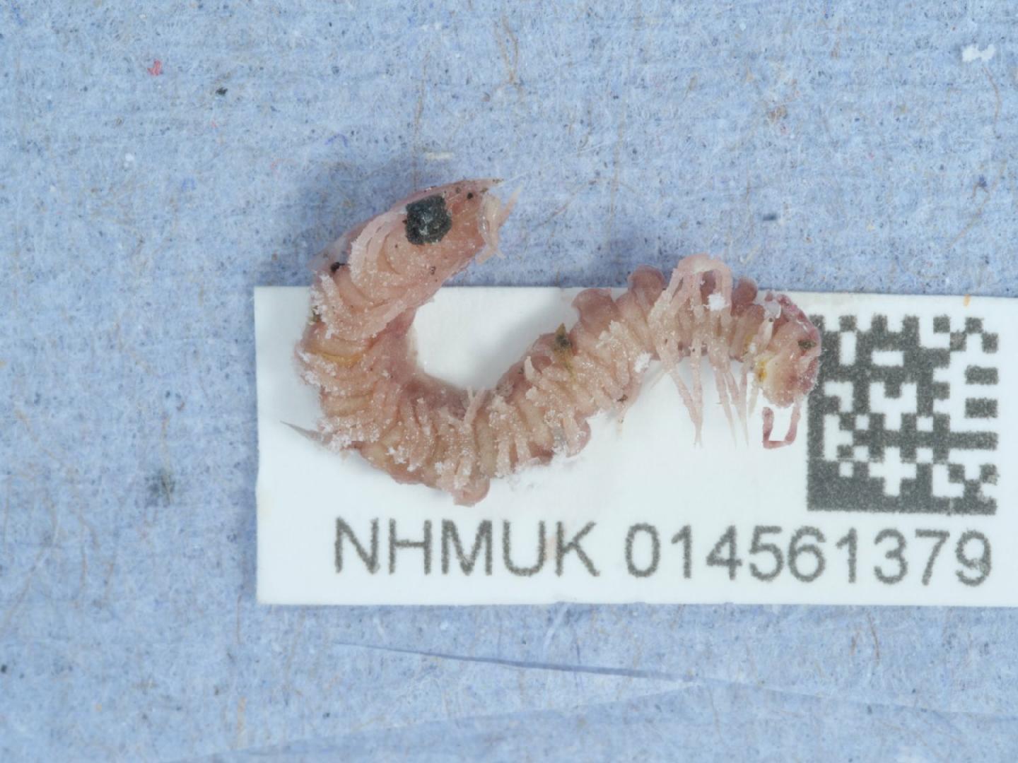 To NHMUK collection (Polydesmus testaceus C.L. Koch; NON-TYPE; NHMUK:ecatalogue:9528662)