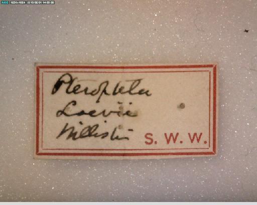 Meromacrus loewi (Williston, 1892) - Meromacrus loewi HT label 2