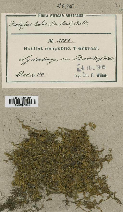 Trachypus bicolor var. viridulus (Mitt.) Zanten - BM000878455