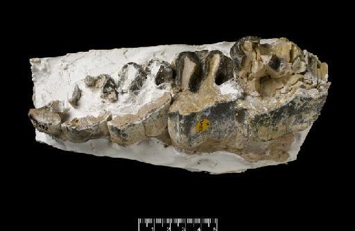 Aceratherium campbelli Hamilton, 1973 - M29252 Right cheek teeth