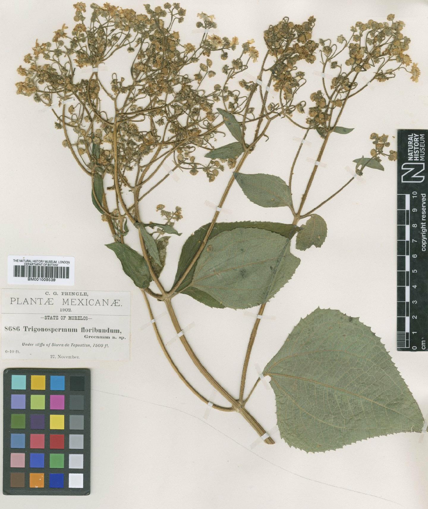 To NHMUK collection (Trigonospermum floribundum Greenm.; TYPE; NHMUK:ecatalogue:614391)